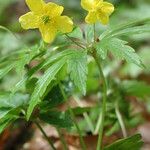 Anemone ranunculoides Habit