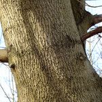 Fraxinus pennsylvanica Bark