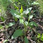 Mertensia paniculata Hoja