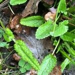 Betonica officinalis Leaf