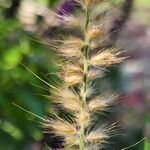 Cenchrus orientalis Fruit