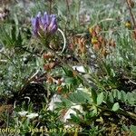 Astragalus leontinus Annet