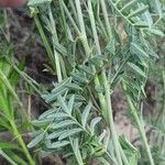 Astragalus varius Leaf