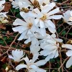 Magnolia stellata Blomst