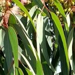 Eucalyptus sideroxylon List