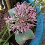 Allium karataviense Λουλούδι