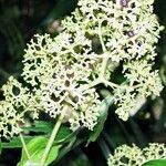 Palicourea luxurians Cvet