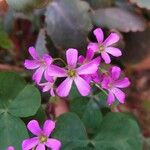 Oxalis debilis फूल