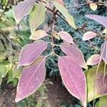 Rhamnus utilis Leaf