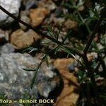 Ptychotis saxifraga Habit