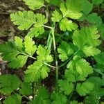 Chaerophyllum temulumLeaf