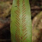 Asplenium africanum Leaf