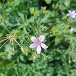 Erodium laciniatum Blomst
