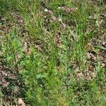 Silene latifolia ফুল
