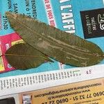 أنواع غير معروفةLeaf