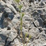 Minuartia glomerata Hábito