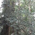 Tsuga canadensis 形態