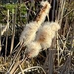 Typha latifolia Frucht