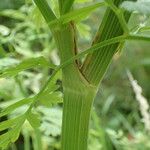 Oenanthe crocata Rinde