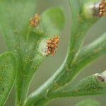 Asplenium hypomelas List