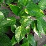 Epipremnum aureum Hoja