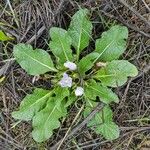 Mandragora officinarum Plante entière