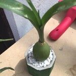 Albuca bracteata Hoja