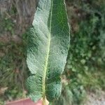 Rumex cristatus Leaf