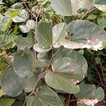 Piliostigma thonningii Φύλλο