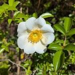 Rosa laevigata Flower