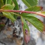 Potentilla caulescens Folha