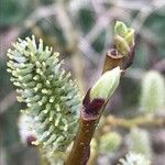 Salix atrocinerea Kvet