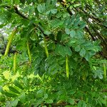 Caragana arborescens Fruto