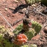 Opuntia oricola Fruit