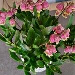 Kalanchoe miniata Blomst