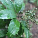 Ardisia densiflora Fruit