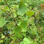 Betula pubescens Leaf