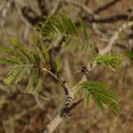 Dichrostachys cinerea Feuille