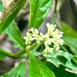 Psychotria horizontalis Lorea