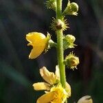 Agrimonia eupatoria Blüte