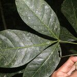 Angostura granulosa Hoja