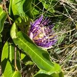 Passiflora laurifolia Blüte