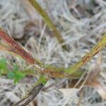 Rubus pensilvanicus Lubje