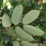 Anthonotha macrophylla Leaf