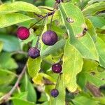 Ilex mucronata Frucht