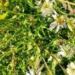 Scabiosa ochroleuca Folla