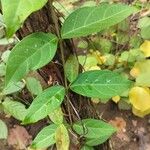 Gymnema sylvestre Folio