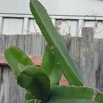 Hylocereus undatus Fuelha