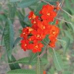 Euphorbia fulgens 花