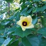 Hibiscus tiliaceus Kvet